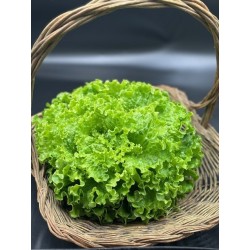 Salade batavia